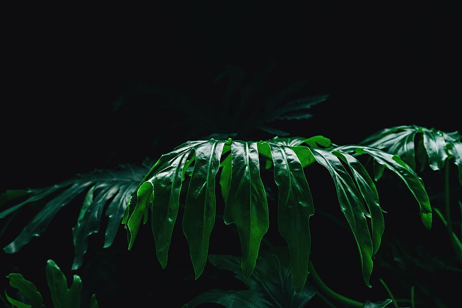 green, leafed, plant, dark, place, closeup, leaf, nature, green color, night