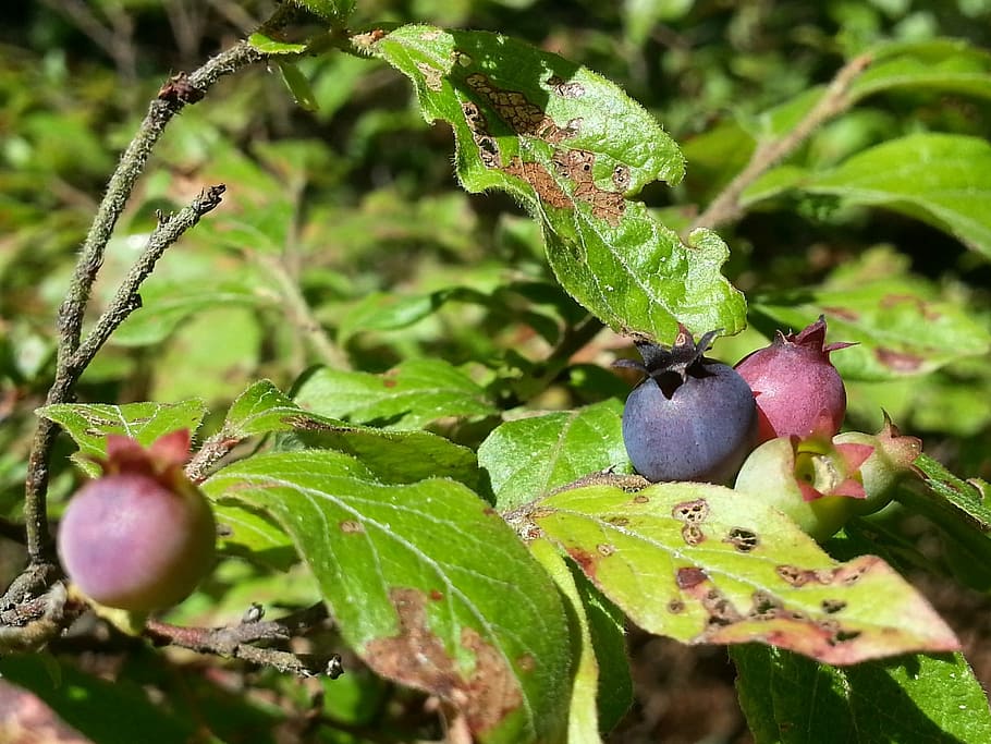 Blueberry, Berry, Wild, Forest, Nature, wild, forest, fruit, food, leaf, food and drink