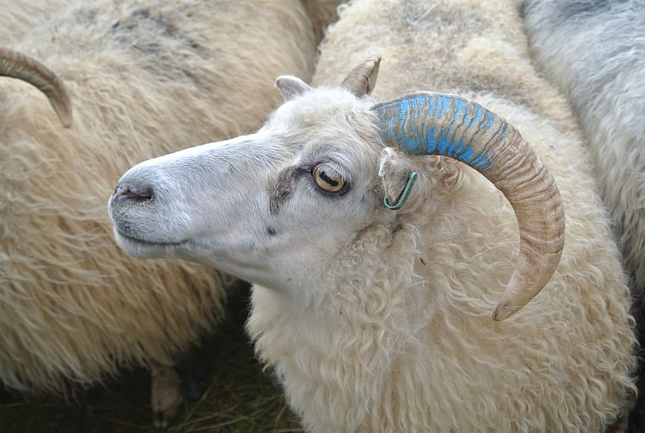 羊の群れ, 羊飼い, 5月, rettir, アイスランド, ボック, 羊毛, 動物の体の一部, 動物の頭, 1匹の動物