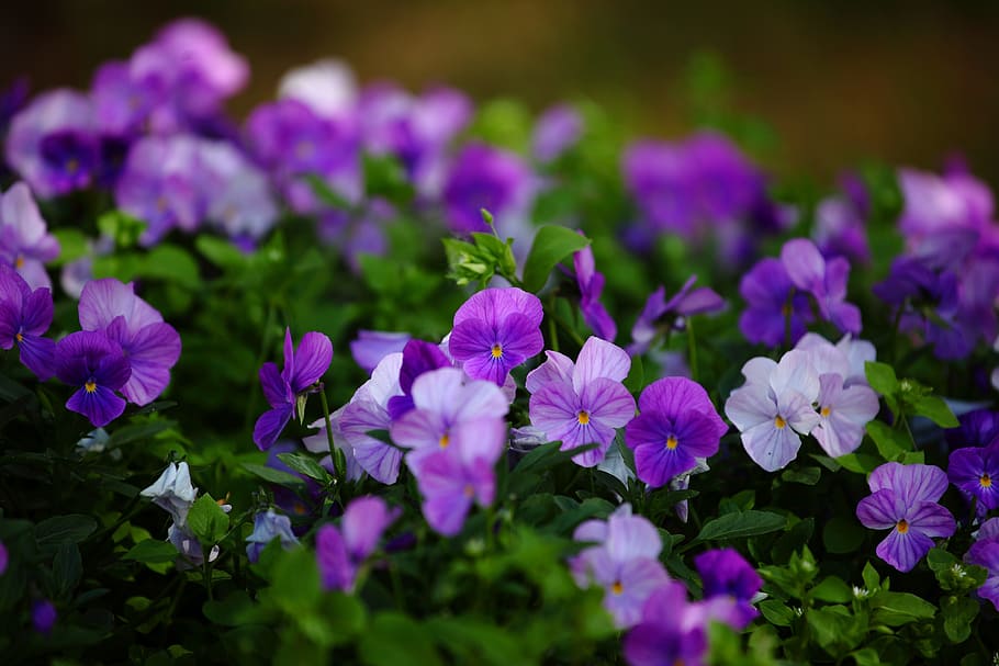 shallow, focus photo, flowers, pansies, izhevsk, park, nature, in the park, flower, flowering plant