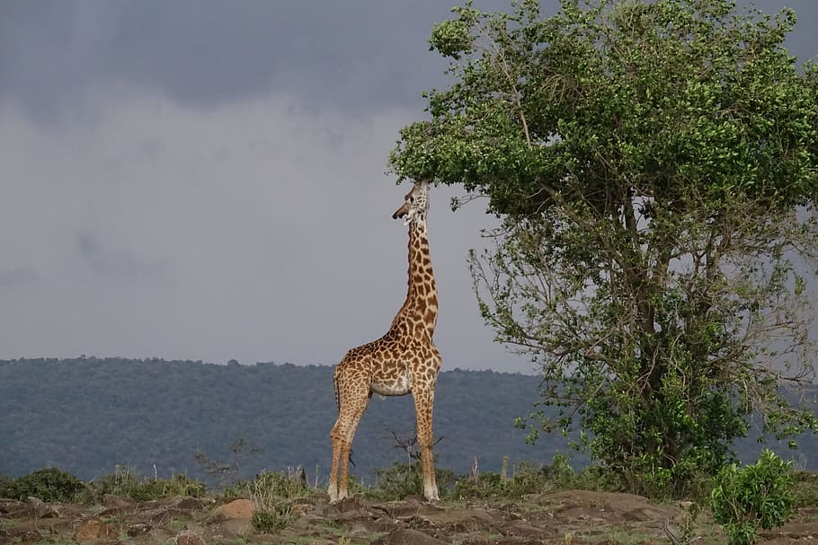 giraffe, eating, plant photo, nature, tree, outdoors, africa, safari, animal, animal themes