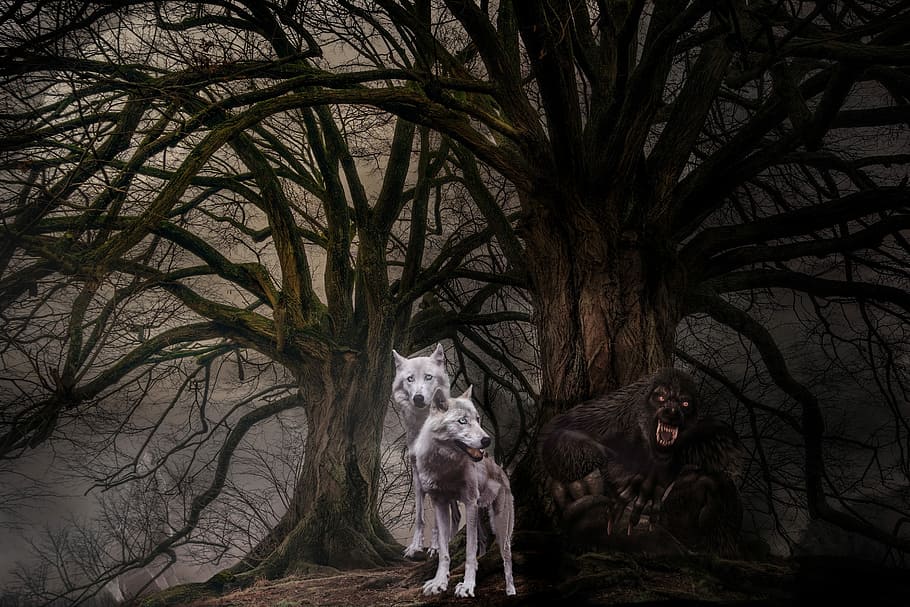 wolves, wolf, fantasy, photo montage, mysterious, mysticism, mystical, composing, weird, darkness