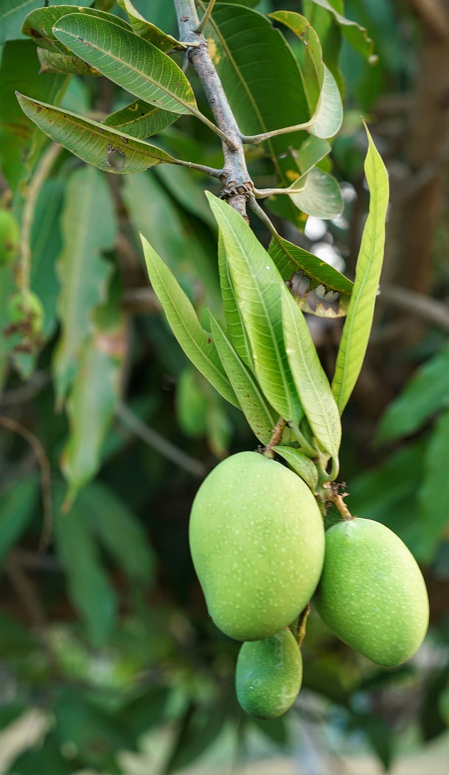 mango, tree, young, growing, fruit, nature, food, leaf, flora, plant