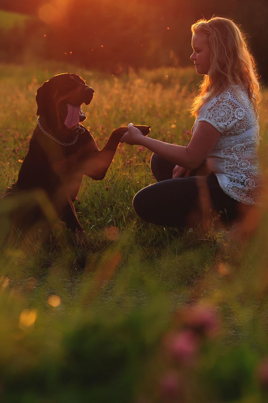 dog, animal, friendship, summer, sunset, bokeh, m42, red, meadow, canine