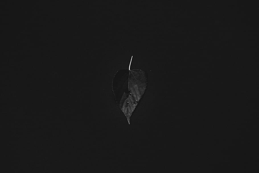 shallow, focus photography, leaf, plant, nature, dark, black, copy space, black background, studio shot