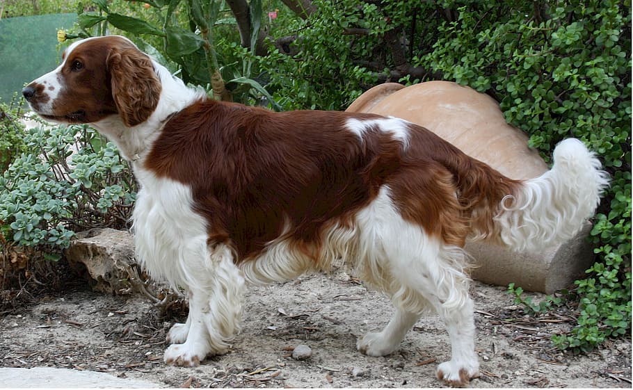 Welsh Springer Spaniel, Dog, Canine, mammal, animal, pedigreed, loyal, affectionate, family, red