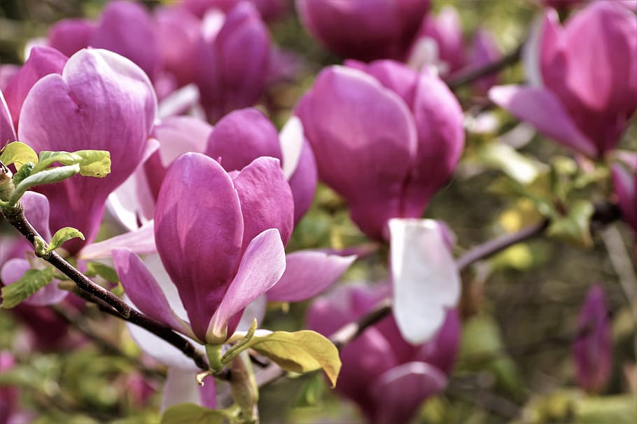 Magnolia, árbol, primavera, floración, flor, rosa, jardín, ornamental,  parque, jardín botánico | Pxfuel