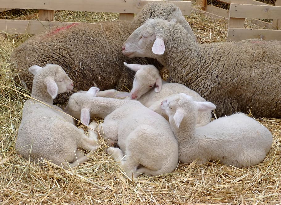Easter, Lamb, Pets, Sheep, Bari, four-legged, white, spring, animal, livestock