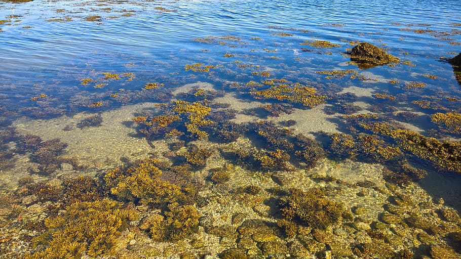 Sea, Water, Algae, Rock, Reflection, sea, water, pebbles, transparent water, nature, full frame