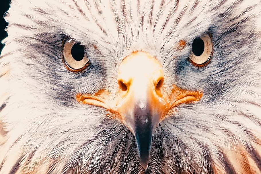 adler, white tailed eagle, raptor, bird of prey, bird, bald eagle, bill, nature, close up, plumage