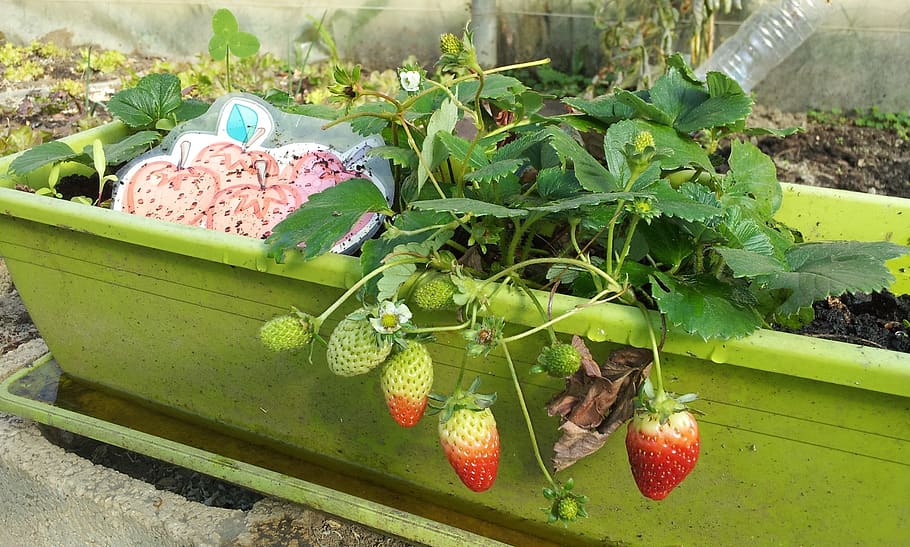 strawberries, cultivation, ecological, food, vegetable, leaf, healthy, fruit, bless you, healthy food