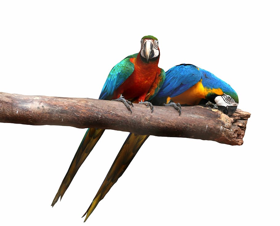 macaws on white background, birds, colorful, nipping, canindé, bird, animal wildlife, animal, animal themes, vertebrate