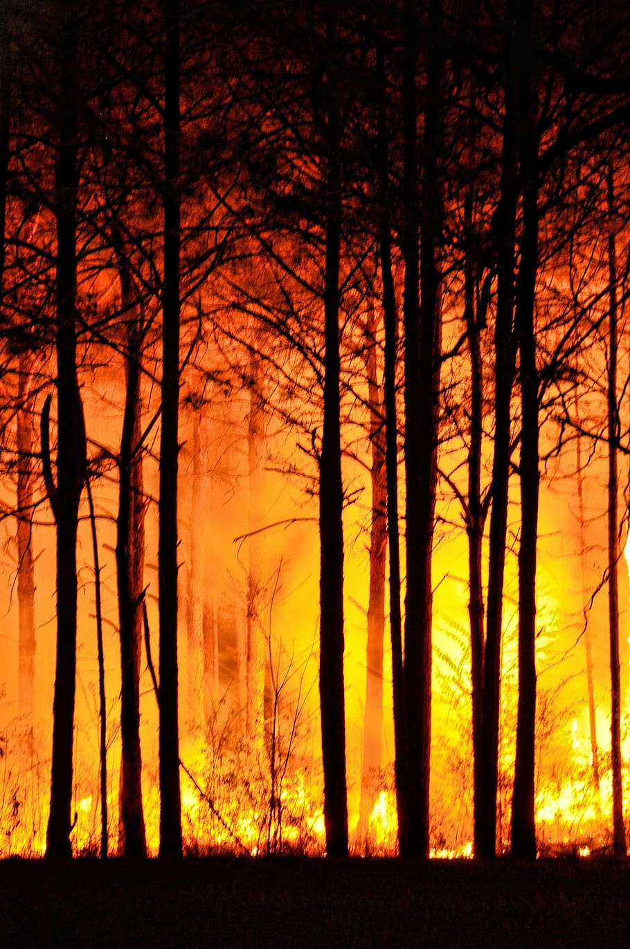 forest fire, daytime, trees, nature, fire, forest, night, environment, beautiful, bright