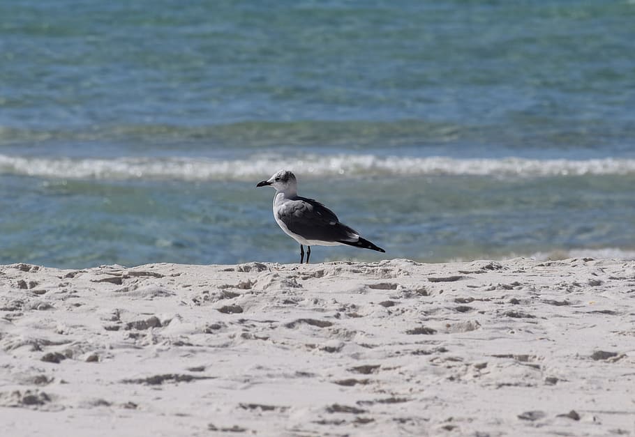 herring gull, gull, shore bird, animal, nature, sand, beach, travel, gulf of mexico, panama city beach