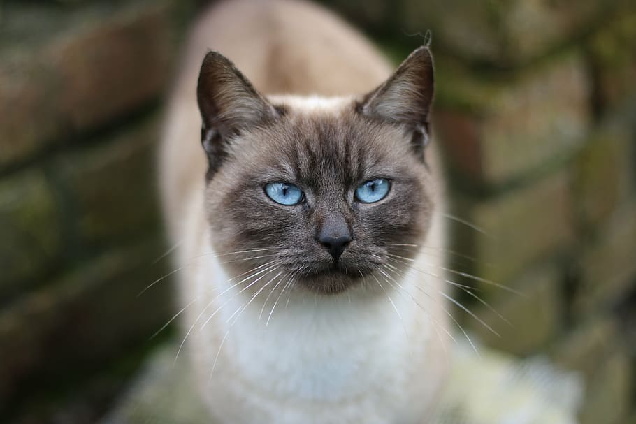 seletiva, fotografia de foco, gato siamês de olhos azuis, gato, animal, siamês, cara de gato, animal doméstico, cabeça de gato, gato doméstico