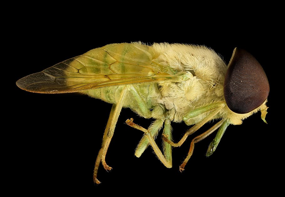 amarelo, mosca, fotografia de close-up, mosca de cavalo, macro, inseto, fechar-se, olho, animais selvagens, natureza