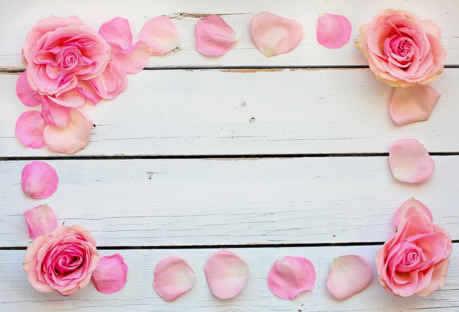 pink, rose, flower frame, flower, petals, text space, background, desktop, birthday, wedding