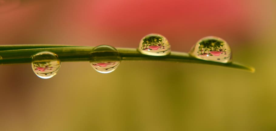 macro photography, tear, drops, green, leaf, rain, pearl, nature, dew, drip