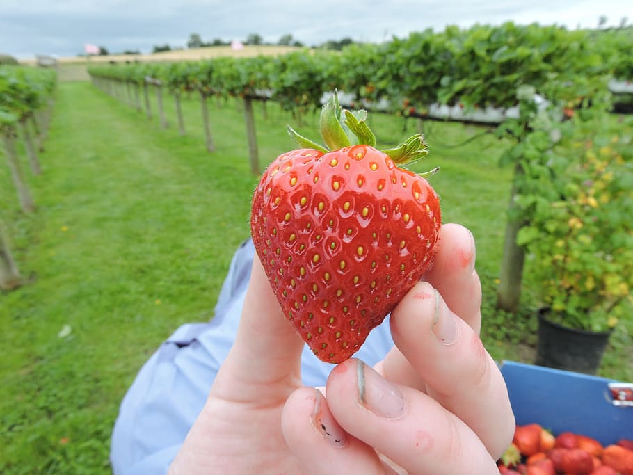 Strawberry, Berry, Ripe, picking, organic, summer, red, sweet, harvest, fruit
