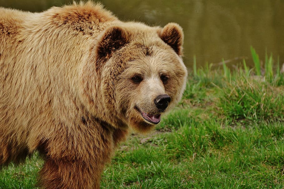 urso, parque selvagem poing, urso marrom, animal selvagem, animal, perigoso, jardim zoológico, floresta, natureza, peles