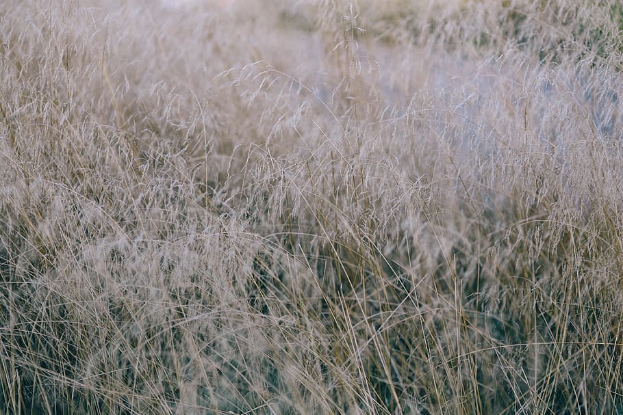grass, withered grass, Withered, plant, land, growth, field, beauty in nature, nature, day