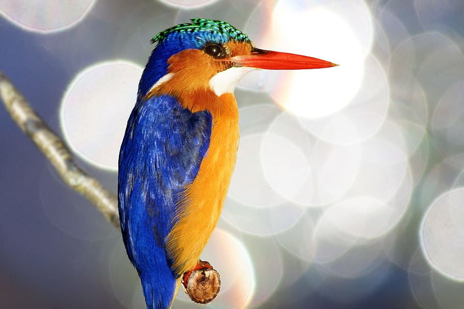 selectivo, fotografía, azul, amarillo, pájaro, rama de árbol, martín pescador, alcedo atthis, plumaje, colorido