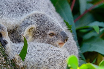 Royalty Free Baby Koala Photos Free Download Pxfuel