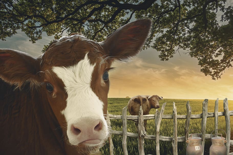 calf, cow, tears, suckler, milk, cheese, young animal, farm, livestock, fence