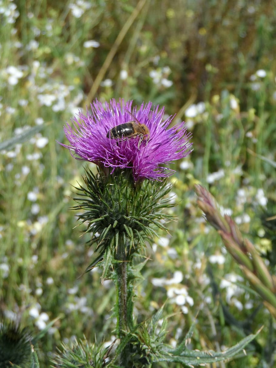thistle, bee, purple, green, thorns, prickly, scratchy, krautig, inflorescence, flowers