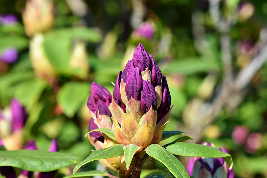 selective, focus photography, purple, flowers, rhododendron, rhododendron buds, rhododedron flowering, purple rhododendron, bud, blossom
