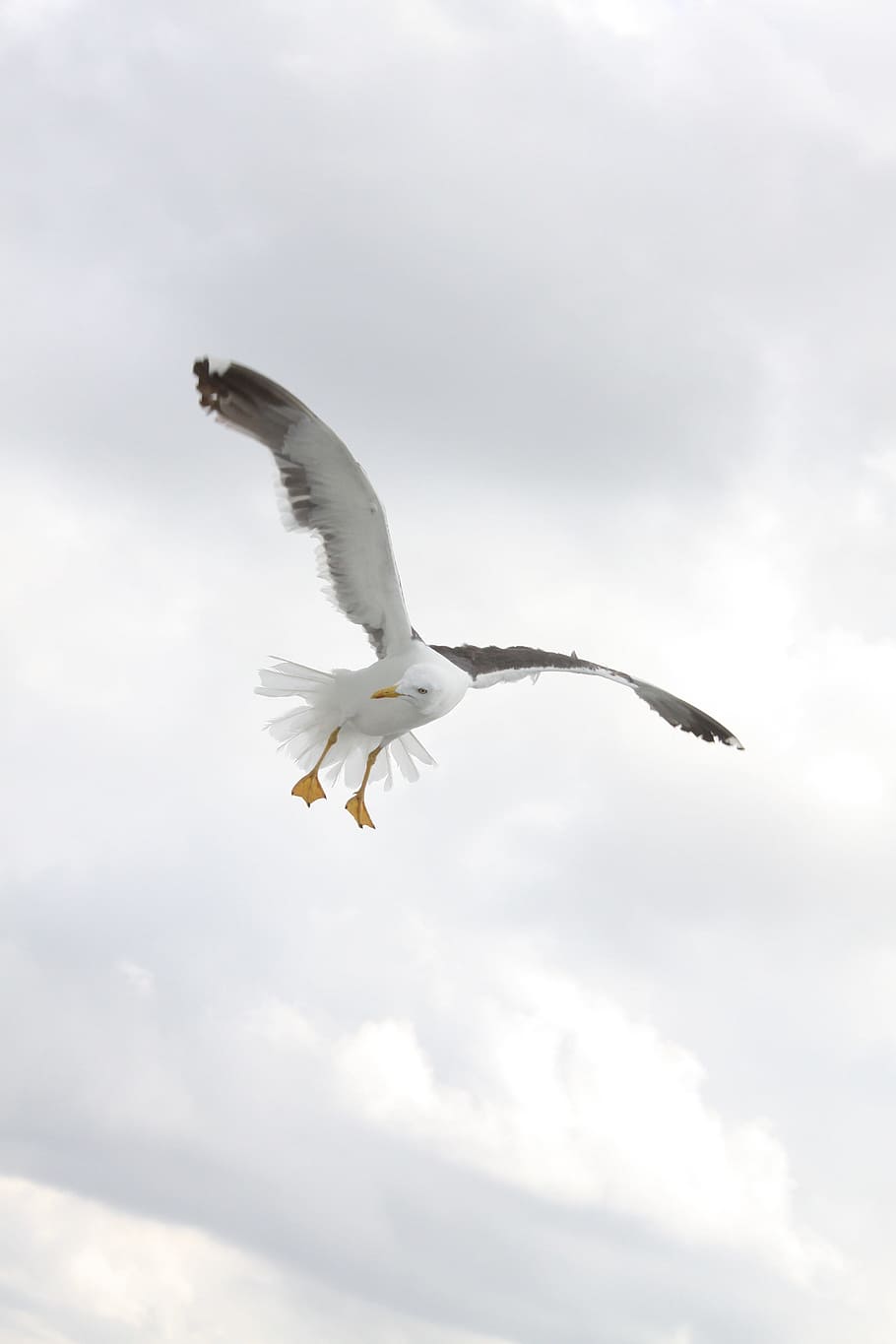 white, black, seagull bird, flying, mid, air, daytime, birds, wings, seagulls