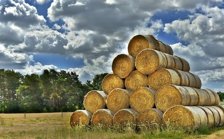 straw bales, straw rent, straw, straw rolls, harvest, harvest time, harvested, field, agriculture, cattle feed