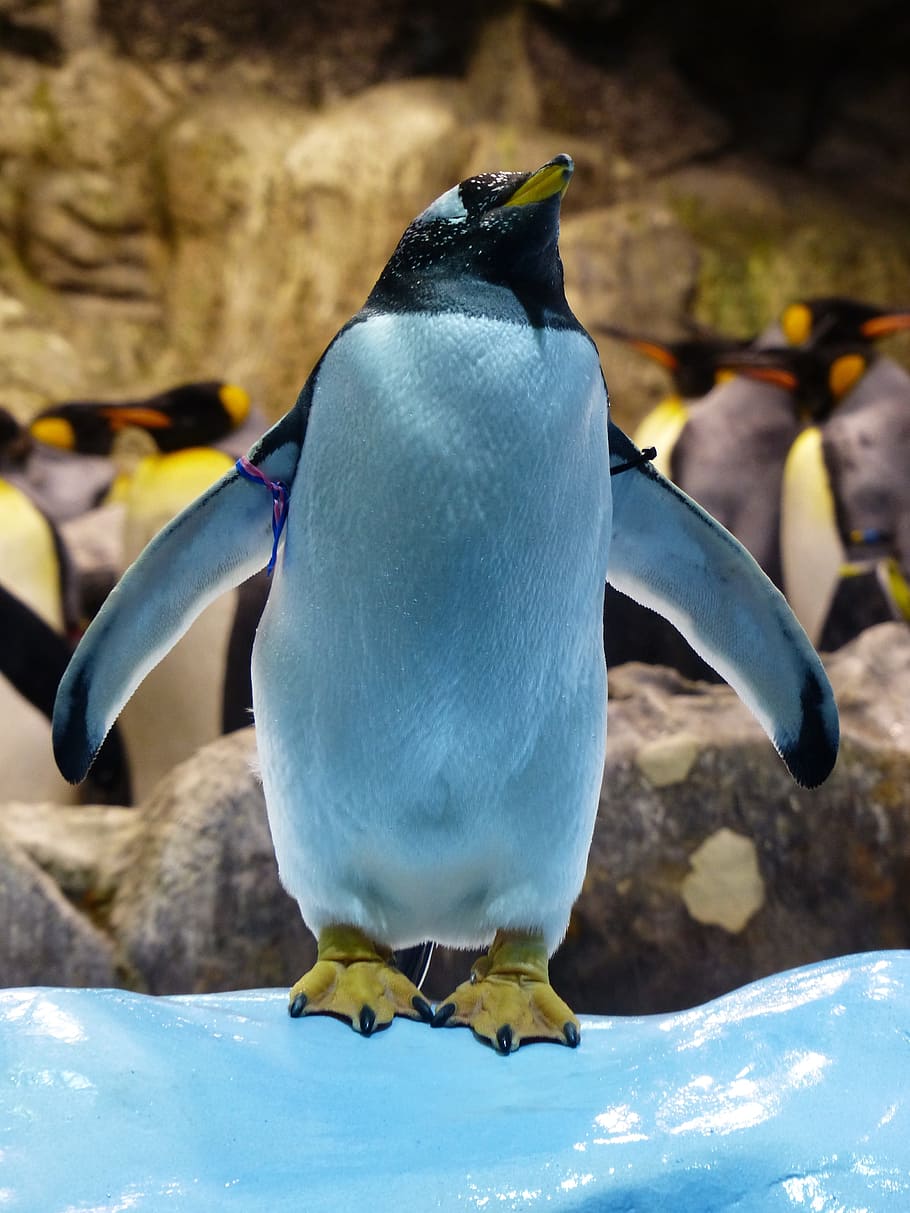 donkey penguin, penguin, attention, take a look around, feet, pygoscelis papua, red-beaked penguin, long-tailed penguin, pygoscelis, ice