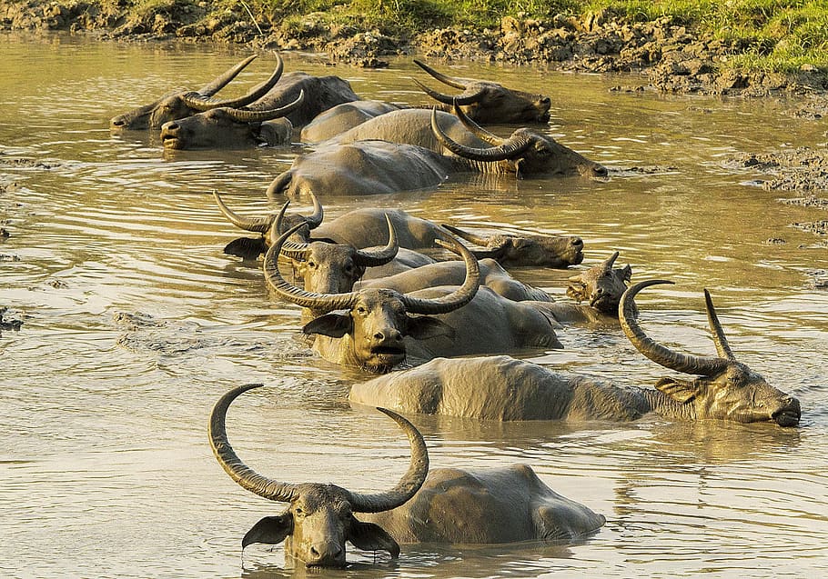 buffalo, asiatic, wild, mud, animal, kaziranga, national, park, wildlife, animal themes