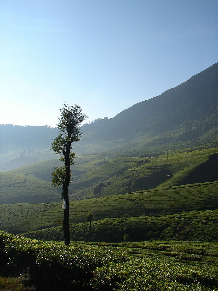 Munnar, India, Tea, Asia, Landscape, kerala, hill, lush, plantation, green