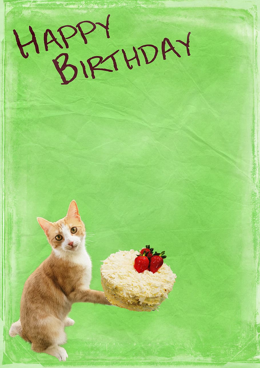 고양이, 보유, 케이크, 그래픽, 행복, 생일 텍스트, 생일, 배경, 생일 축하 해요, 생일 카드