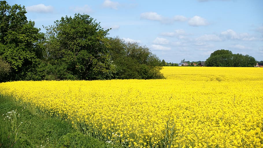 oilseed rape, schleswig holstein, spring, plant, yellow, growth, beauty in nature, land, tree, field