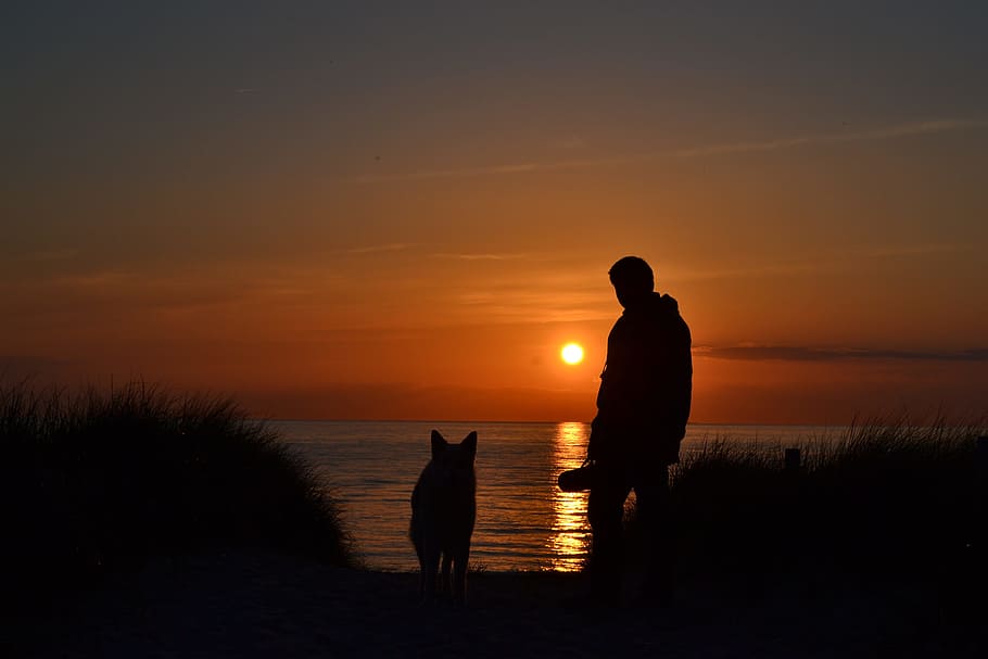 foto, manusia, mengenakan, jaket, anjing, matahari terbenam, laut, pantai, anjing dan manusia, siluet