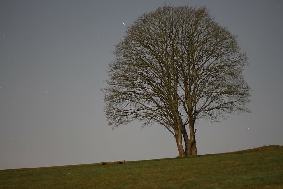 tree, night, meadow, dark, aesthetic, evening, nature, peaceful, branches, night sky