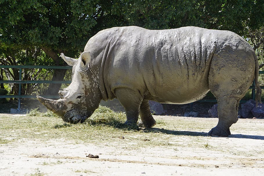 rhinos, placental mammals, black rhino, africa, rhino, animals, horn, safari, zoo, animal