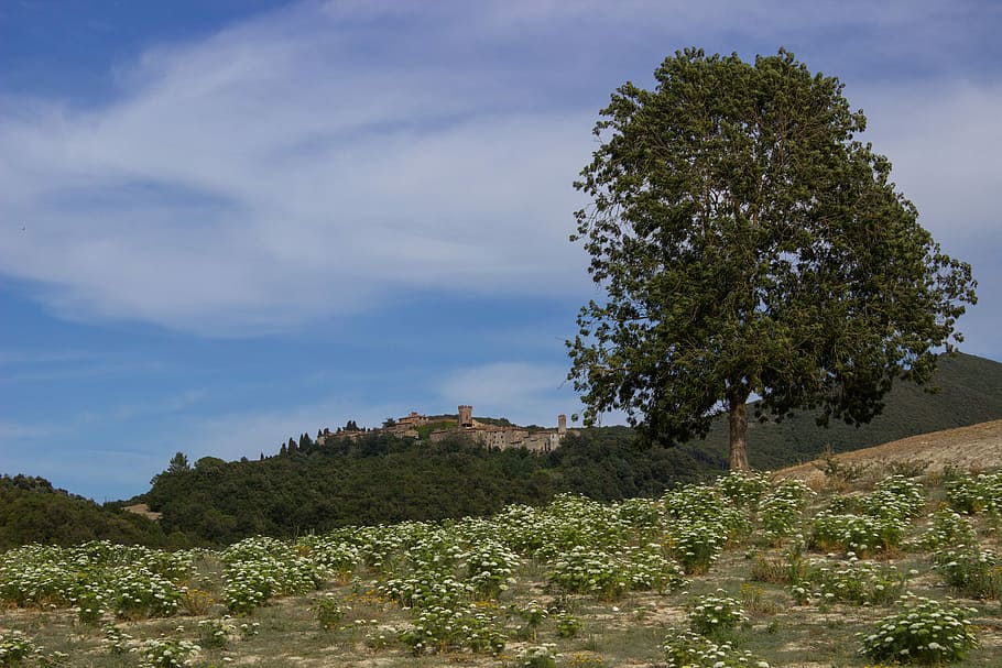 Tuscany, Landscape, wide, castello di ginori querceto, italy, sky, agriculture, tree, rural scene, nature
