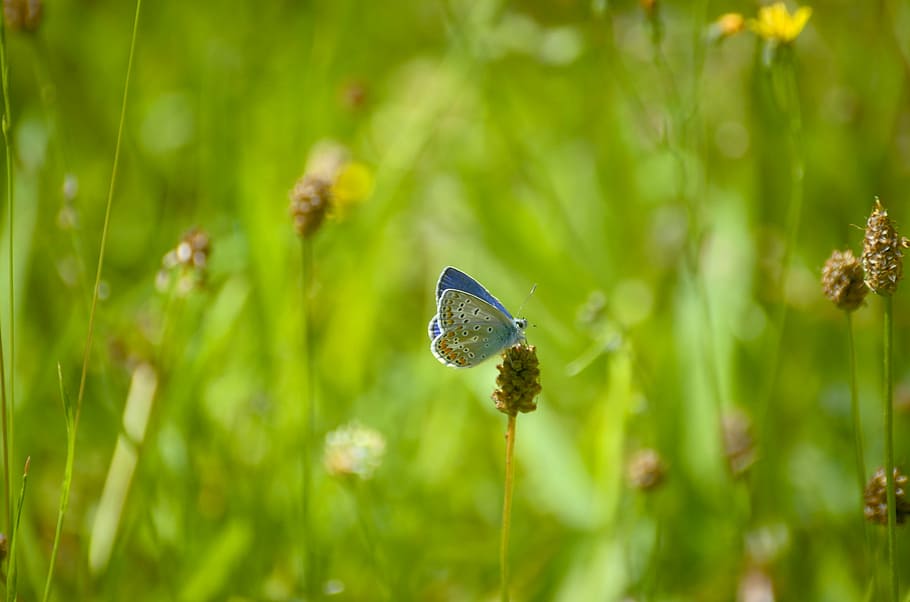 azul tachonado de plata argus, Mariposa, Argus, azul tachonado de plata, azul común, naturaleza, planta, crecimiento, hierba, un animal