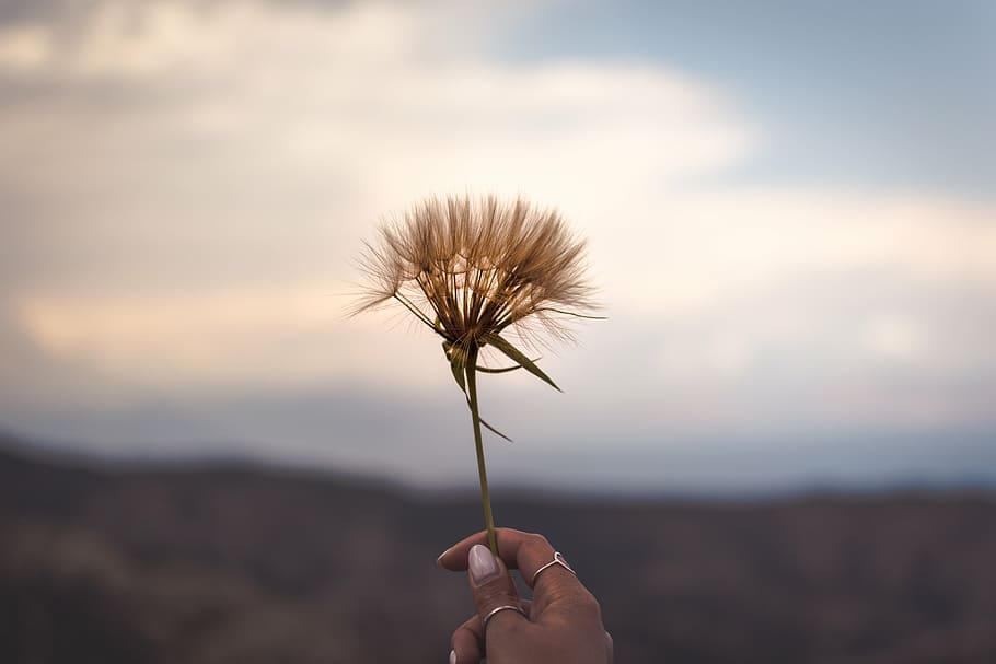 person, holding, brown, dandelion flower selective-focus photography, grass, blur, outdoor, nature, plant, hand