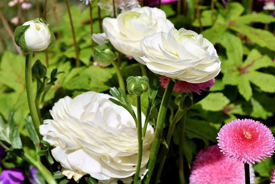 white, petaled flower screenshot, ranunculus, flower, blossom, bloom, spring flower, schnittblume, ranunculus flower, white flower