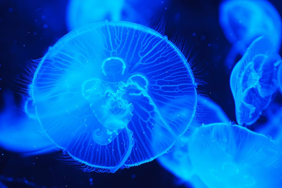 shallow, focus photograph, blue, jellyfish, animal, creature, danger, dark, deep, fish