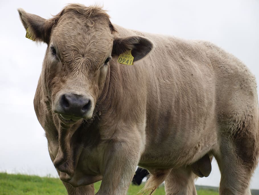 Beef, Ireland, Close, one animal, portrait, looking at camera, grass, mammal, livestock, animal themes