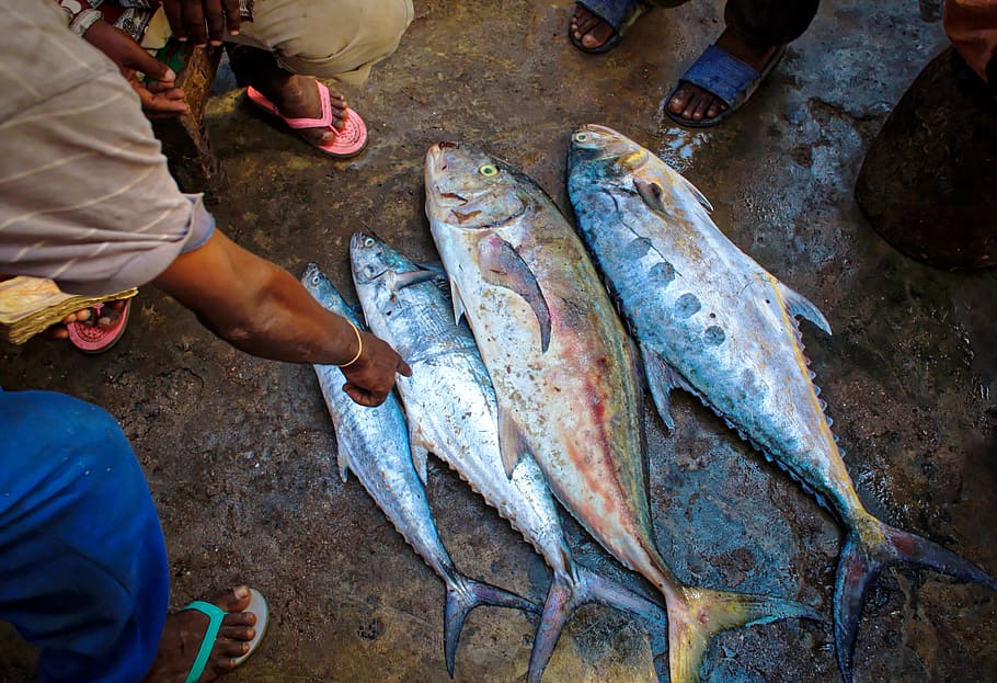 four tuna fishes, tuna fish, catch, fish market, fish for sale, selling fish, tuna, man, raw, food