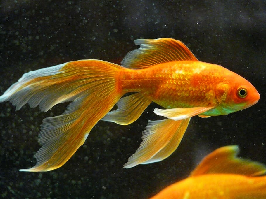 gold, white, fish, veiltail, goldfish, swim, aquarium, freshwater fish, karpfenfisch, cyprinidae