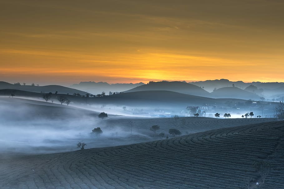 silhouette, mountain range, farm, the morning, sơnla, tea, frost, province, vietnam, moc chau