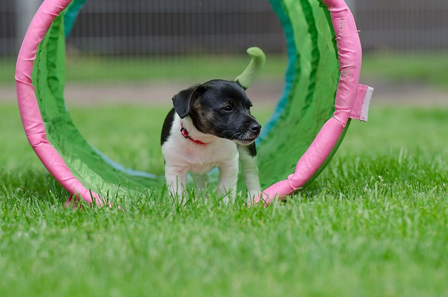 selective, focus photography, puppy, training agility tunnel, jack russel puppy, young dog, small dog, sweet, dear, young animal